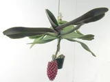 蜡黄寄树兰