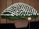 菊花 “裾野的月”