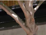 Styrax japonic