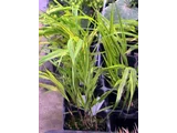 Hakonechloa macra