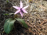 豬牙花