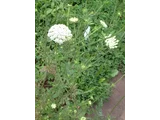 Daucus carota