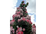 藤性薔薇 "桜霞"