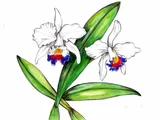 Cattleya trianae|Colombia's national flower