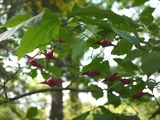 Euonymus macropterus