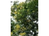 Chinese flame tree