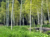 moso bamboo