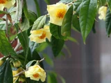 Camellia chrysantha