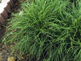 Mondo Grass
