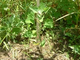 White goosefoot