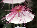 管物 菊