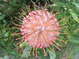 Pincushion