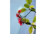 提琴叶麻疯树