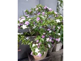 ニオイバンマツリ