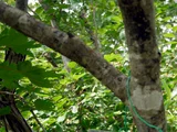 Acer tschonoskii