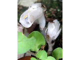 球果假水晶兰