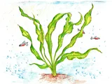 Ottelia ulvifolia