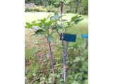 Jack in the pulpit