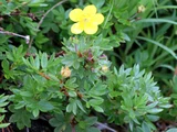 Dasiphora fruticosa