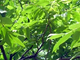 walnut