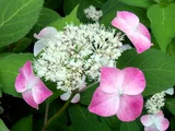 Hydrangea serrata