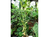 Angraecum birrimense