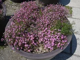 Gypsophila