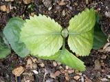 Perilla crispa