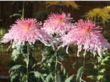 菊花 '泉郷情熱'