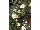 キストゥス ラダニフェル