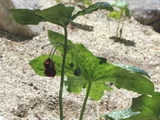 Podophyllum pleianthum