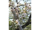 桜 天の川