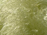 Pampas grass