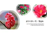 梅花 ’鹿岛红’