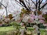 旗桜