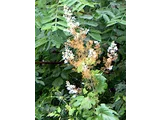 Macleaya cordata