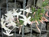 Jasmimum polyanthum