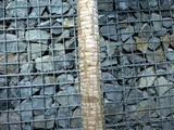 dracaena draco