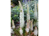 Orostachys japonica