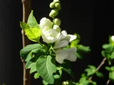 pearlbush, common pearlbush
