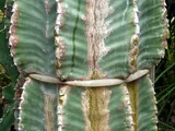 Euphorbia abyssinica