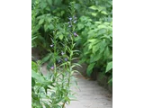 Lobelia sessilifolia
