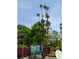 ジュラシック ツリー