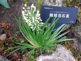 Tofieldia nuda 'Syoki-hanazuisen'