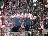 Weeping plum