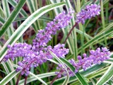Liriope muscari