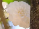 Camellia Shiragiku