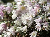 Chrysanthemum 'Enmeiraku'