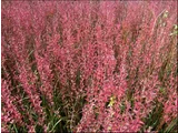Lythrum anceps
