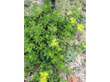 Sedum kamtschaticm